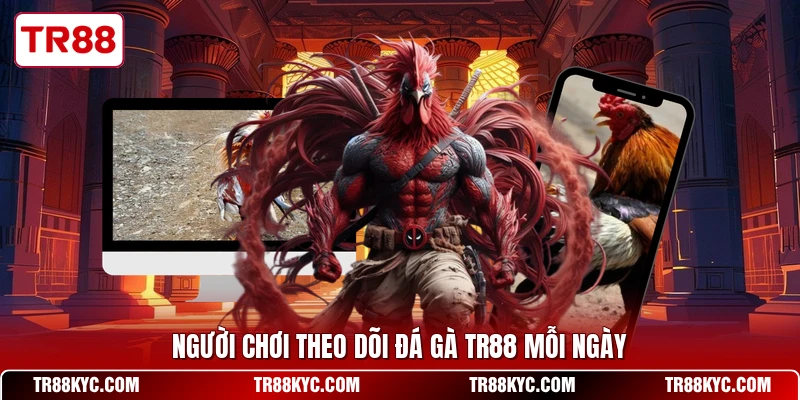 Người chơi theo dõi đá gà TR88 mỗi ngày